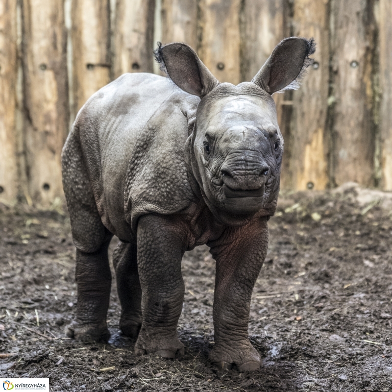 Indiai páncélos rinocérosz született az Állatparkban-Fotó Kohut Árpád