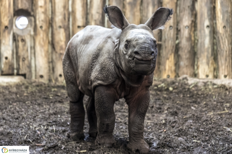 Indiai páncélos rinocérosz született az Állatparkban-Fotó Kohut Árpád