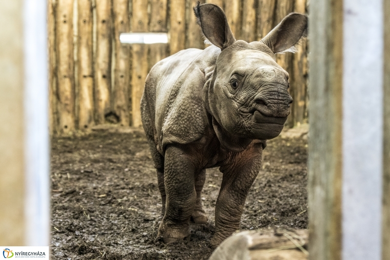 Indiai páncélos rinocérosz született az Állatparkban-Fotó Kohut Árpád