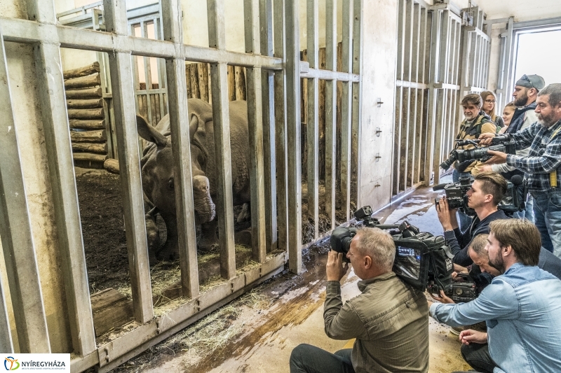 Indiai páncélos rinocérosz született az Állatparkban-Fotó Kohut Árpád