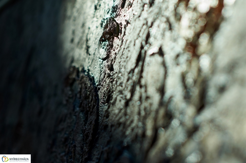 Madarassy György kiállítása - fotó Szarka Lajos