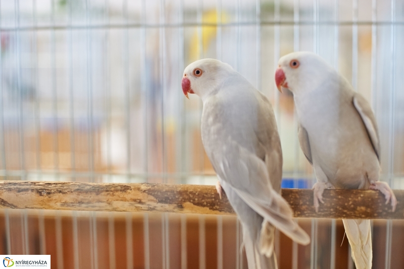 Díszmadár kiállítás - fotó Szarka Lajos