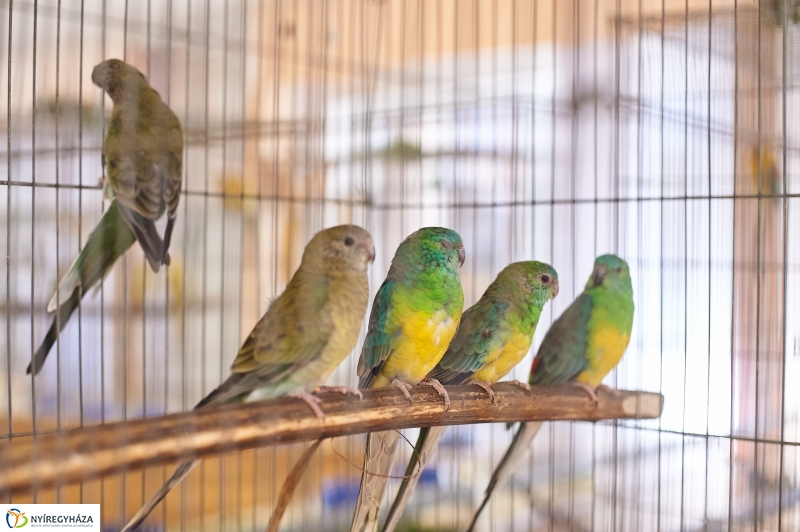 Díszmadár kiállítás - fotó Szarka Lajos