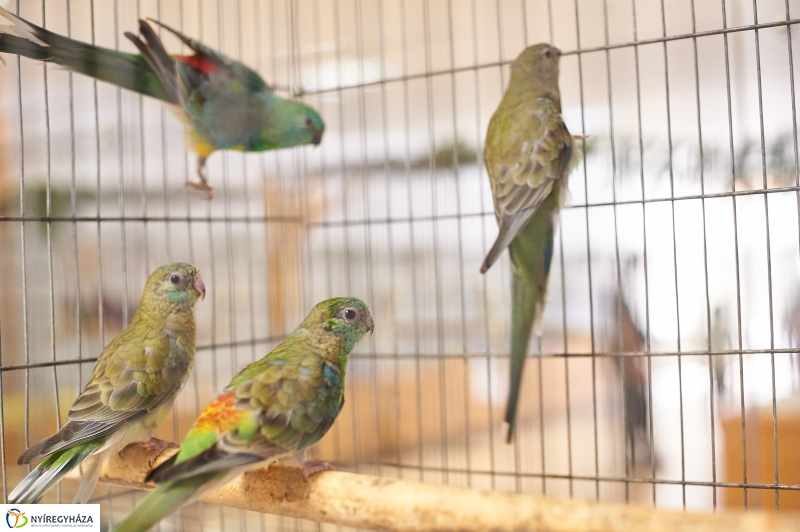 Díszmadár kiállítás - fotó Szarka Lajos