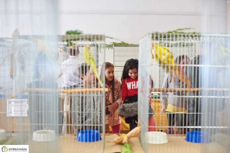 Díszmadár kiállítás - fotó Szarka Lajos