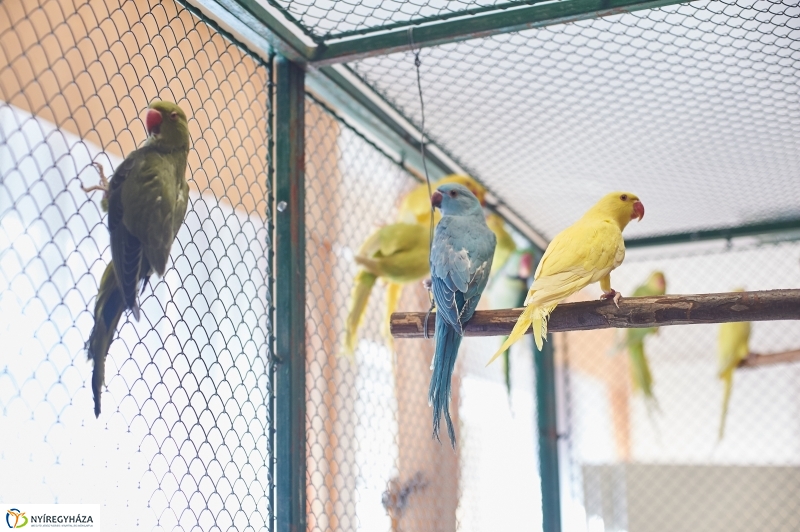 Díszmadár kiállítás - fotó Szarka Lajos