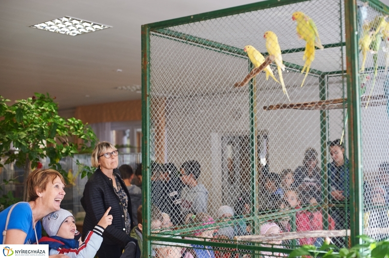 Díszmadár kiállítás - fotó Szarka Lajos
