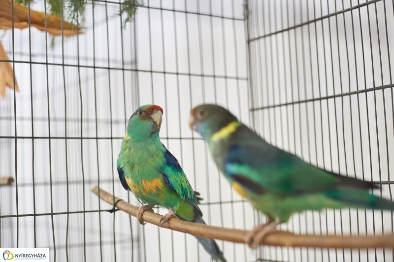 Díszmadár kiállítás - fotó Szarka Lajos