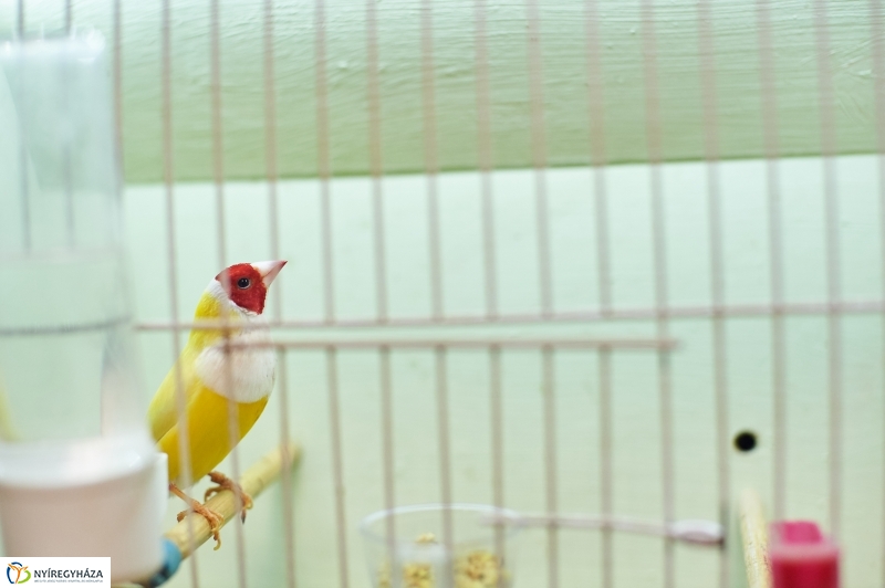 Díszmadár kiállítás - fotó Szarka Lajos