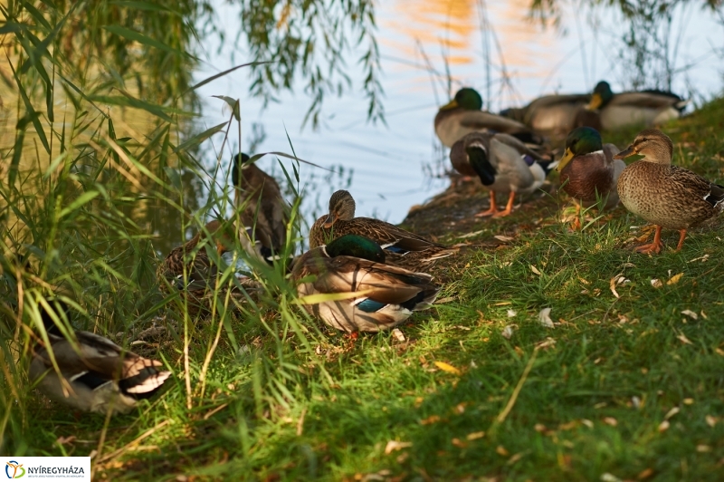 Nyárias ősz Sóstón - fotó Szarka Lajos