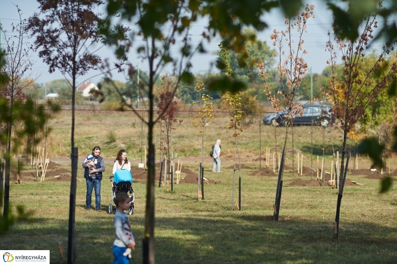 Faültetés a ligetben - fotó Szarka Lajos