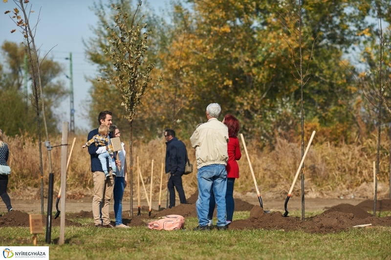 Faültetés a ligetben - fotó Szarka Lajos
