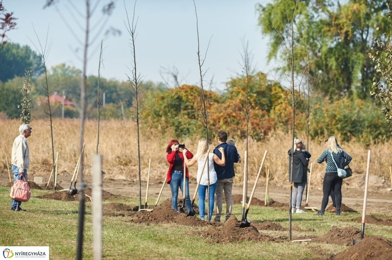Faültetés a ligetben - fotó Szarka Lajos