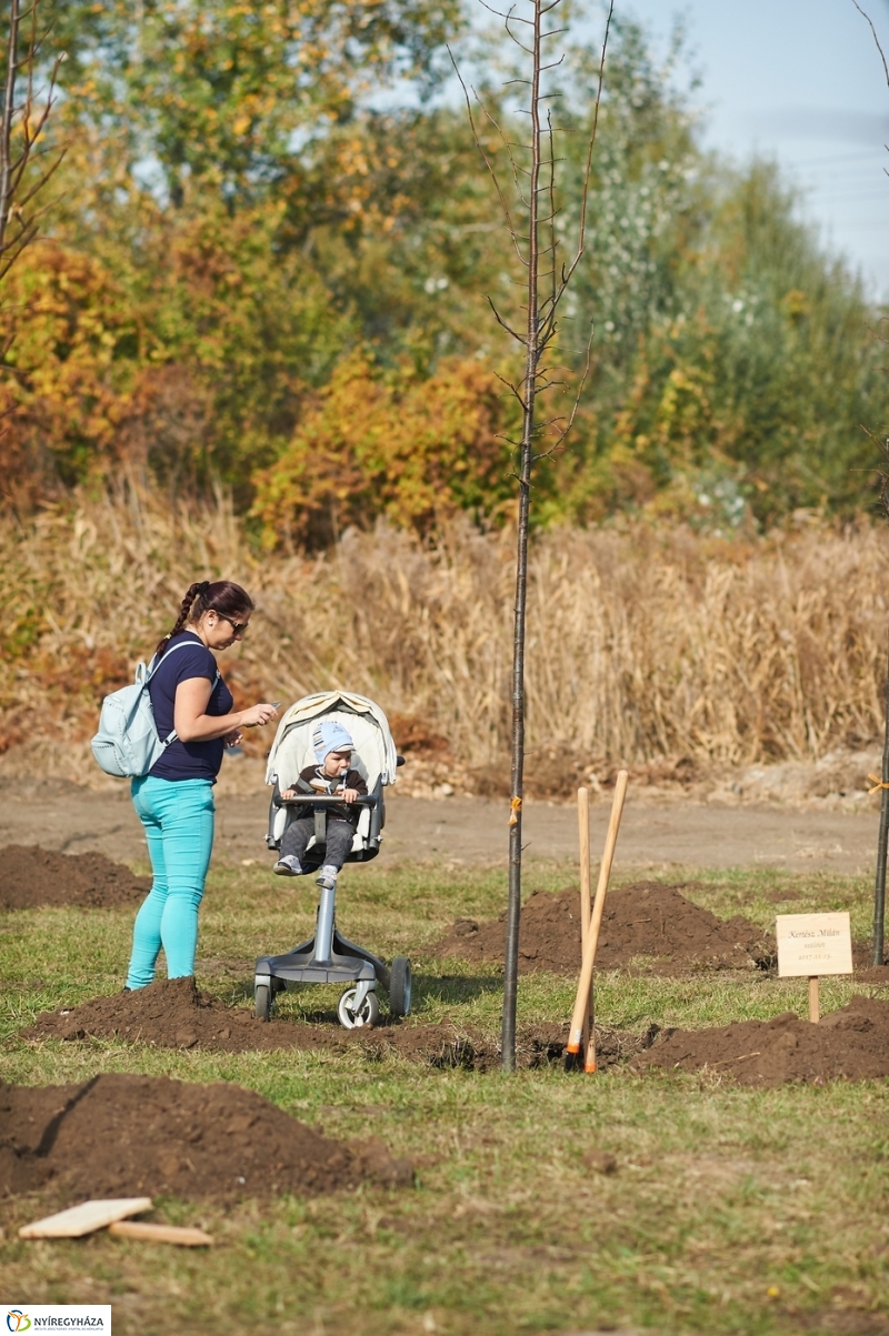 Faültetés a ligetben - fotó Szarka Lajos