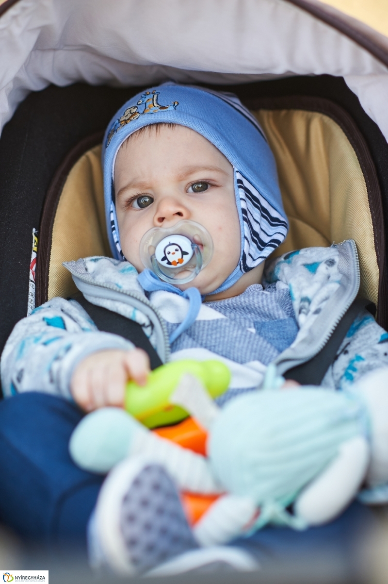 Faültetés a ligetben - fotó Szarka Lajos