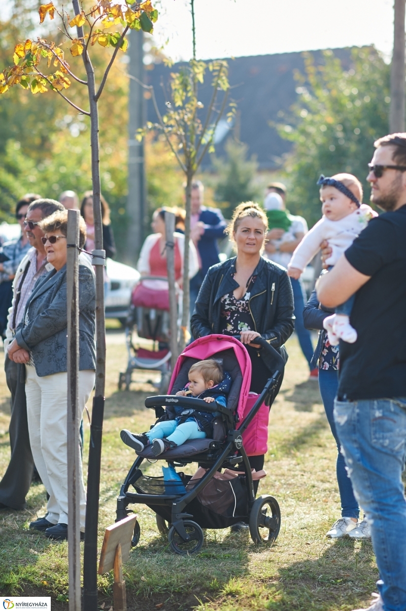 Faültetés a ligetben - fotó Szarka Lajos