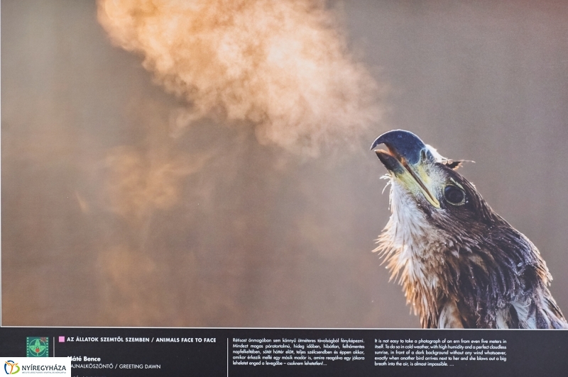 Az év természetfotói Nyíregyházán 2018 - fotó Szarka Lajos