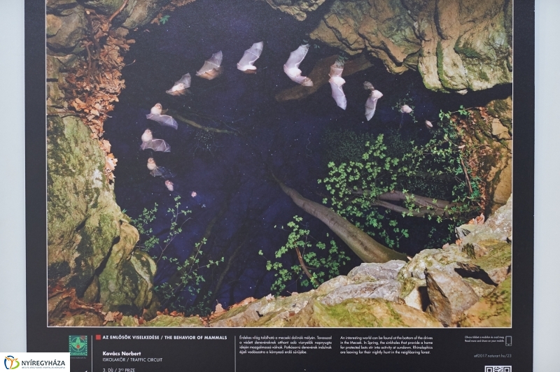 Az év természetfotói Nyíregyházán 2018 - fotó Szarka Lajos