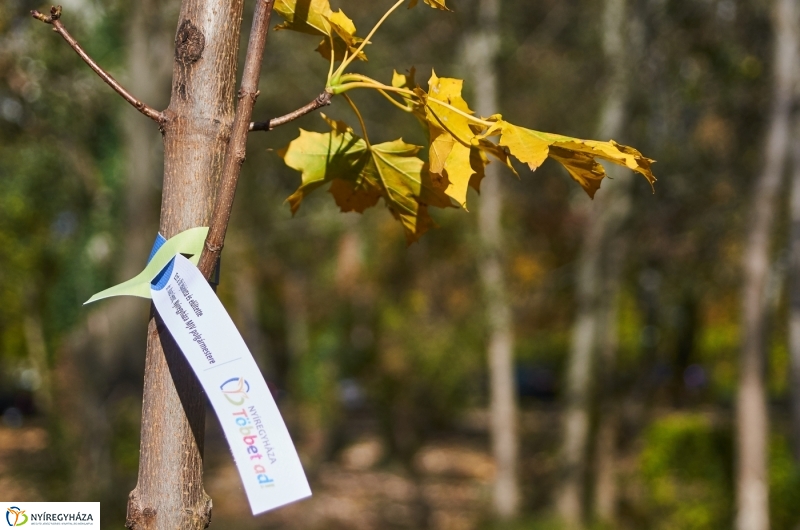 Fásítási program Nyíregyházán - fotó Szarka Lajos