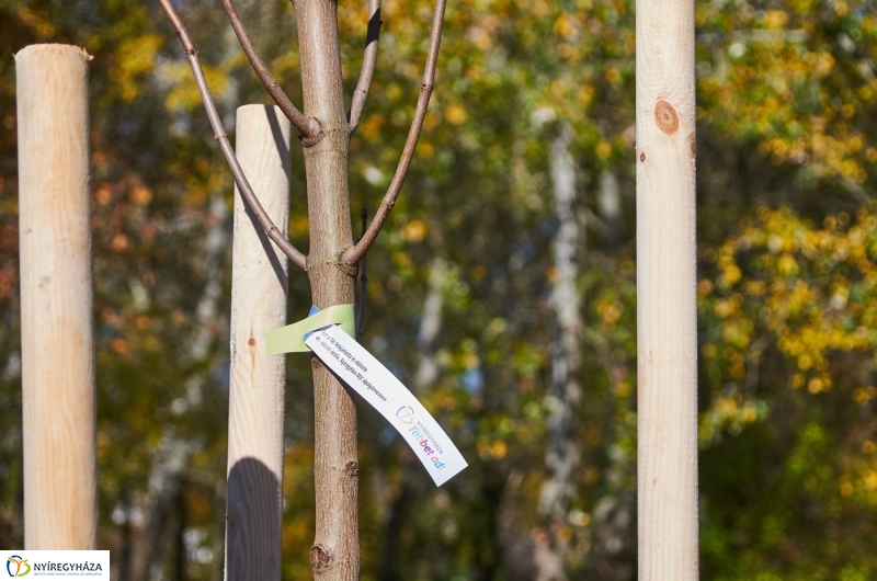 Fásítási program Nyíregyházán - fotó Szarka Lajos