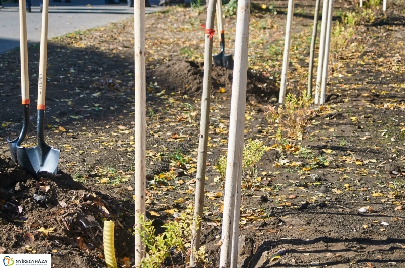 Fásítási program Nyíregyházán - fotó Szarka Lajos