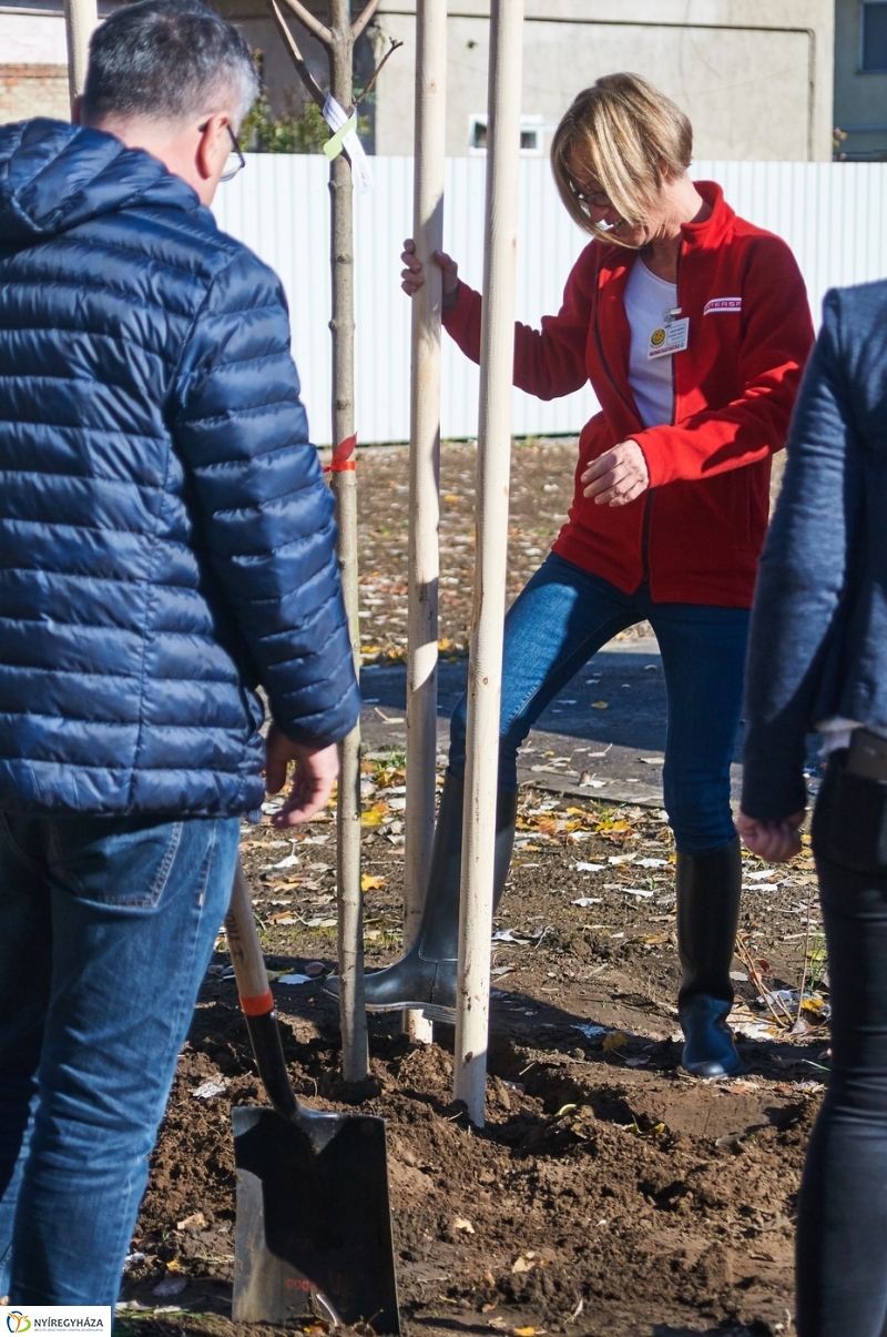 Fásítási program Nyíregyházán - fotó Szarka Lajos
