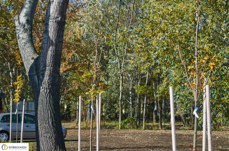 Fásítási program Nyíregyházán - fotó Szarka Lajos