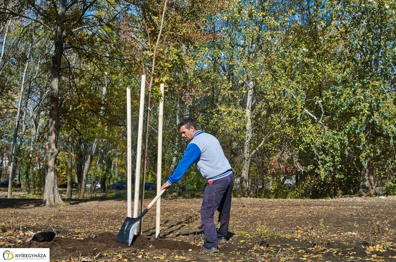 Fásítási program Nyíregyházán - fotó Szarka Lajos