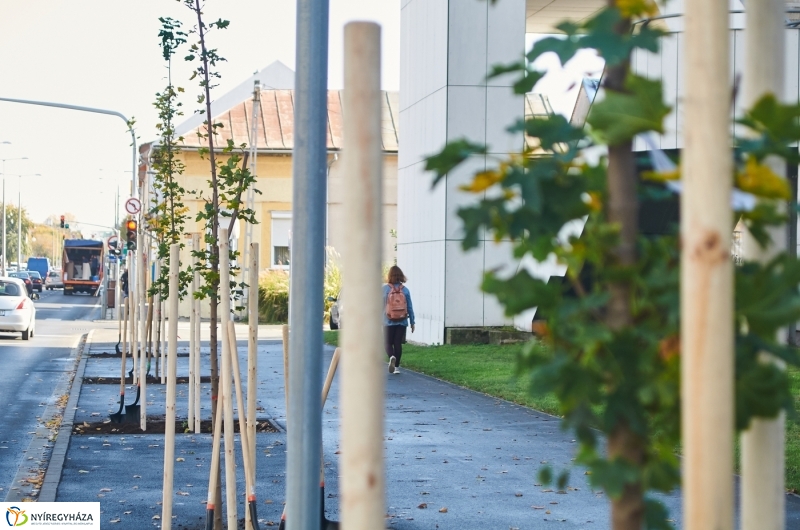 Fásítási program Nyíregyházán - fotó Szarka Lajos