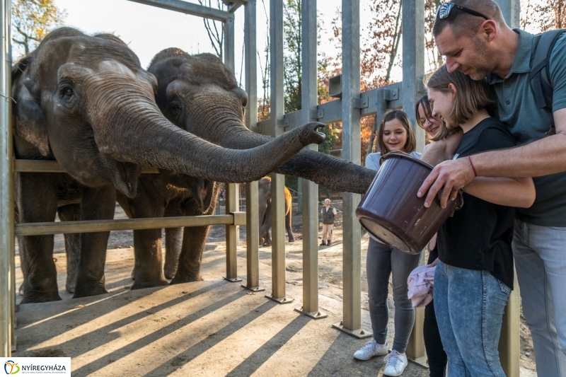 Megérkezett az 500.000. látogató a Nyíregyházi Állatparkba