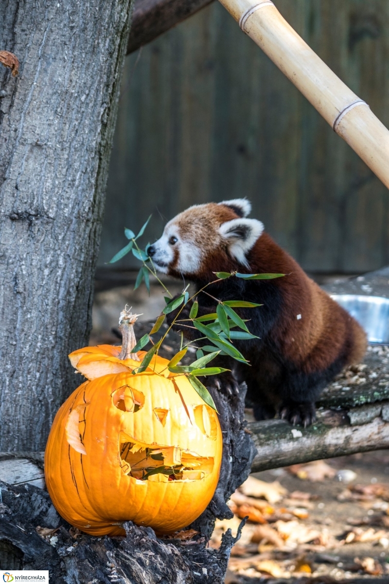 Halloween a Nyíregyházi Állatparkban