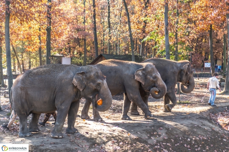 Halloween a Nyíregyházi Állatparkban