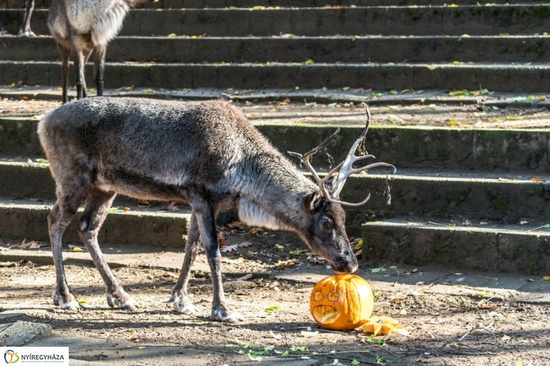 Halloween a Nyíregyházi Állatparkban