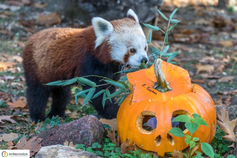 Halloween a Nyíregyházi Állatparkban