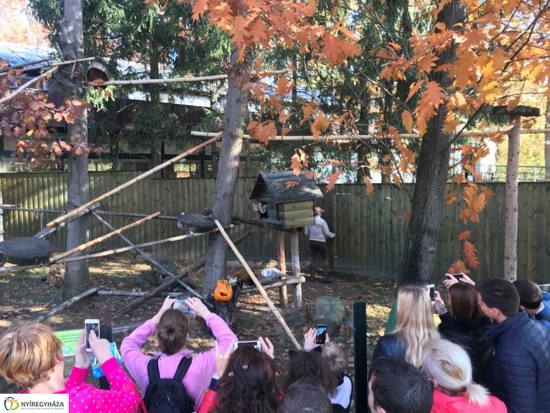 Halloween a Nyíregyházi Állatparkban