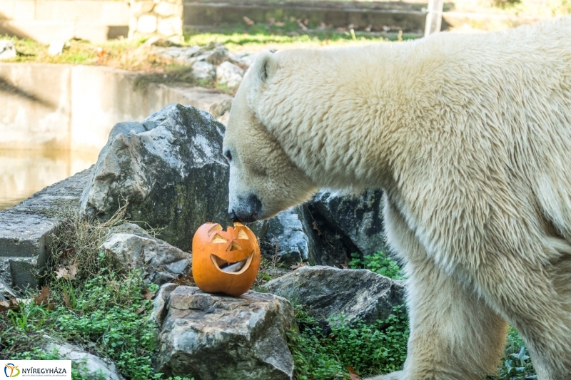 Halloween a Nyíregyházi Állatparkban