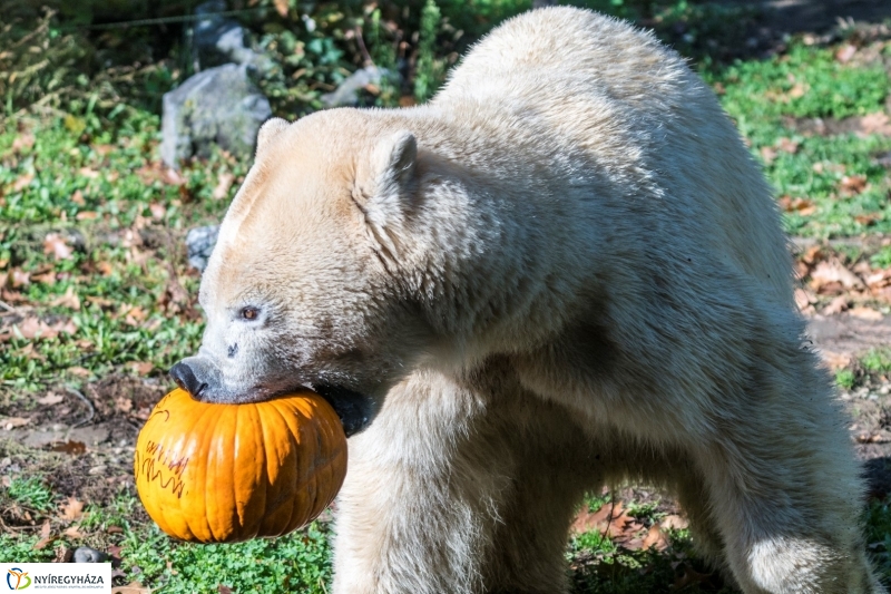 Halloween a Nyíregyházi Állatparkban