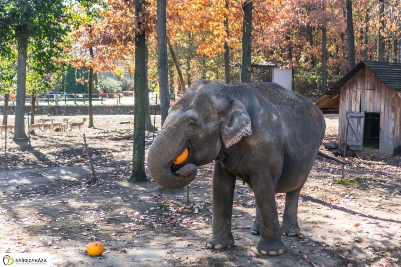 Halloween a Nyíregyházi Állatparkban