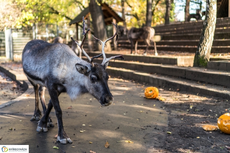 Halloween a Nyíregyházi Állatparkban