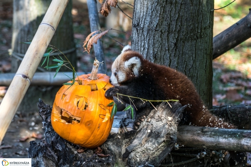 Halloween a Nyíregyházi Állatparkban