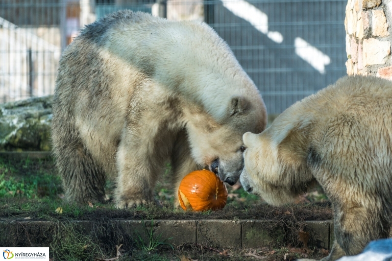 Halloween a Nyíregyházi Állatparkban