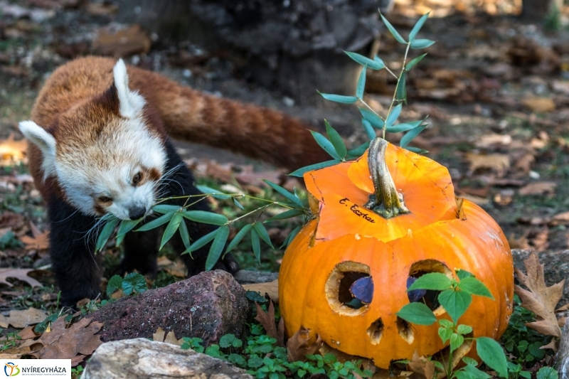 Halloween a Nyíregyházi Állatparkban