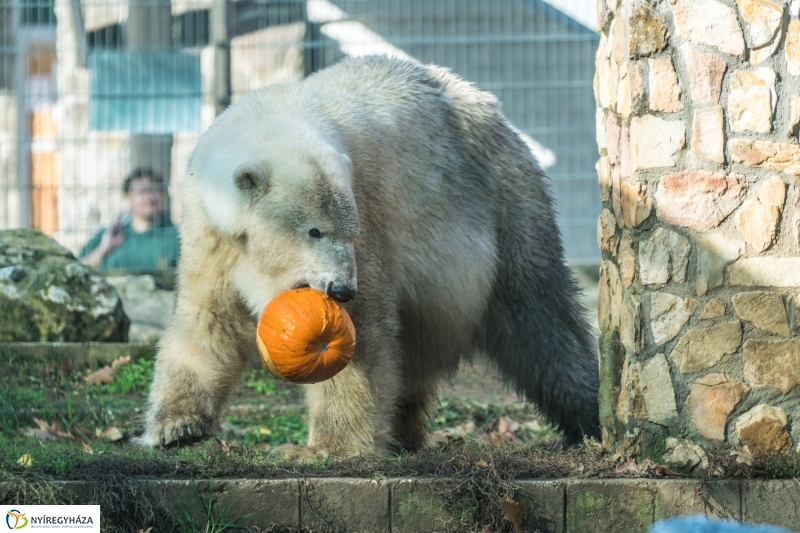Halloween a Nyíregyházi Állatparkban
