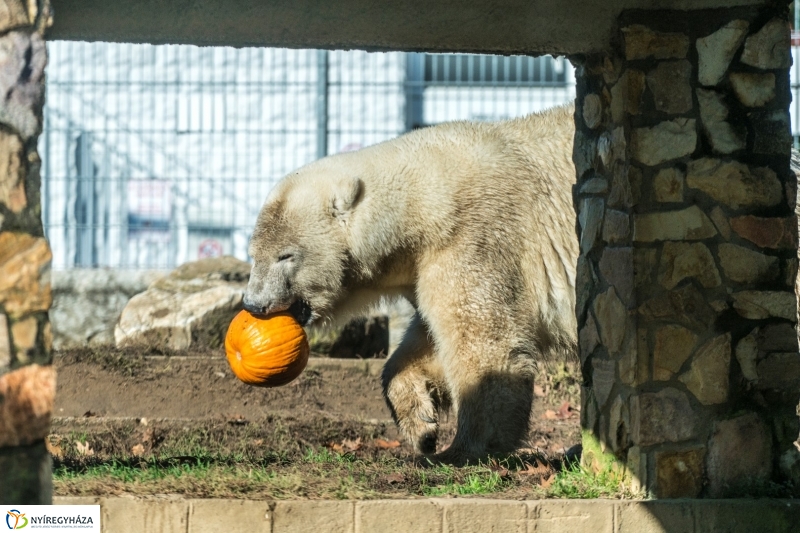 Halloween a Nyíregyházi Állatparkban