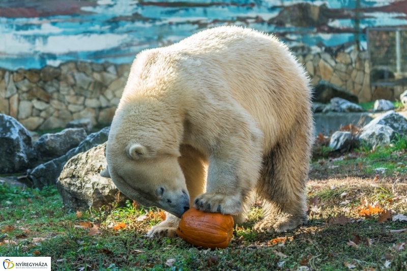 Halloween a Nyíregyházi Állatparkban