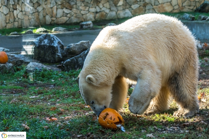 Halloween a Nyíregyházi Állatparkban