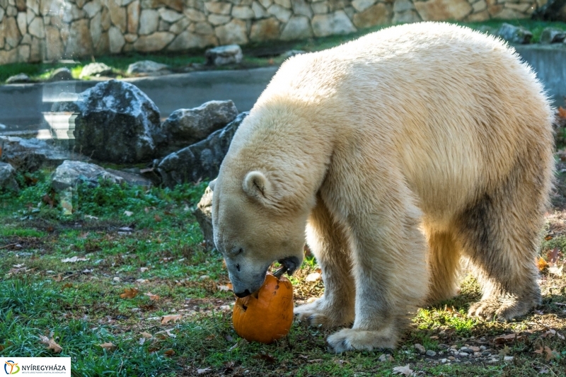 Halloween a Nyíregyházi Állatparkban