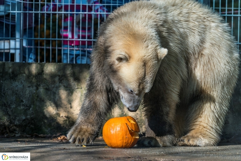 Halloween a Nyíregyházi Állatparkban