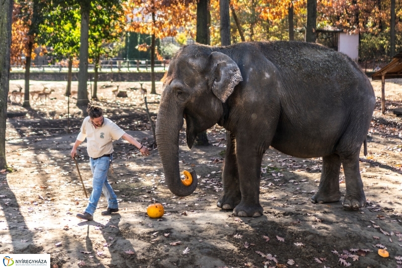 Halloween a Nyíregyházi Állatparkban