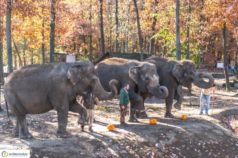 Halloween a Nyíregyházi Állatparkban